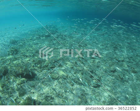 沖繩海水下沖繩島克拉瑪群島海洋透明度優秀南國夏季海洋夏季在南海南海玩 沖繩海水下沖繩島克拉瑪群島海洋透明度優秀南國夏季海洋夏季在南海南海玩 36522852