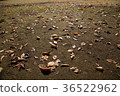 Fallen leaves  36522962