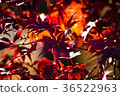 Autumn leaves 36522963