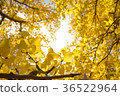 Ginkgo biloba 36522964