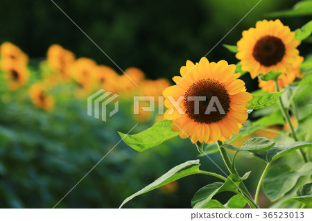 Sunflower 5103 36523013
