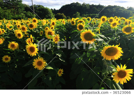 Sunflower 5178 Sunflower 5178 36523066