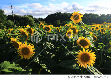 Sunflower 5179 Sunflower 5179 36523067