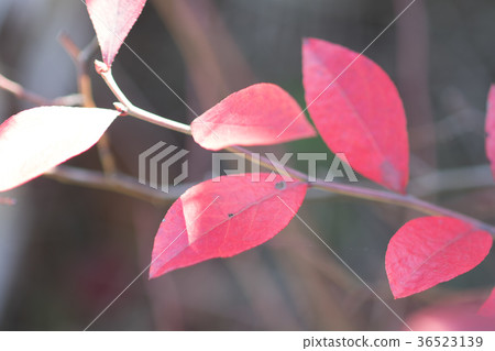 Blueberry Autumn leaves 36523139