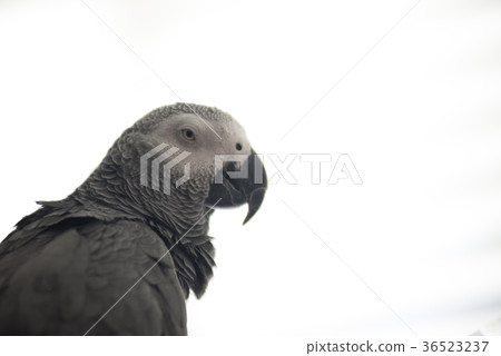 Parrot bird pet copy space Parrot bird pet copy space 36523237