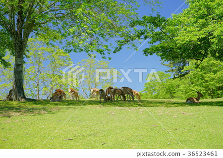Nara Park in May Nara Park in May 36523461