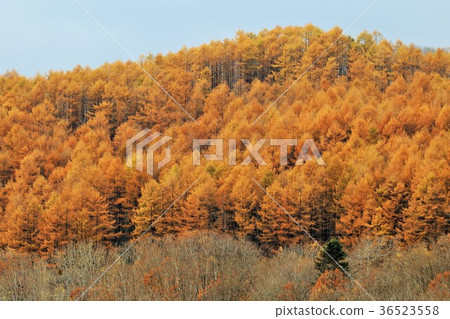 北海道Xingobe落葉松黃葉 北海道Xingobe落葉松黃葉 36523558