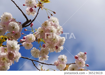 Rare varieties of cherry blossoms Rare varieties of cherry blossoms 36523619