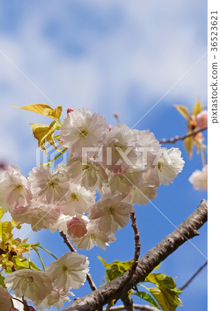 Rare varieties of cherry blossoms Rare varieties of cherry blossoms 36523621