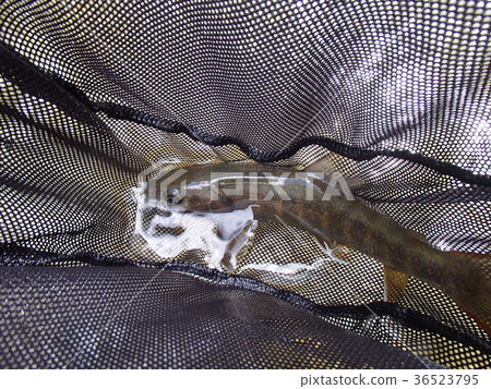 Rock fish Rock fish 36523795