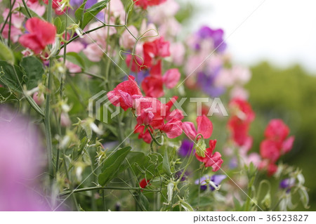 Colorful sweet pea of flower field 36523827
