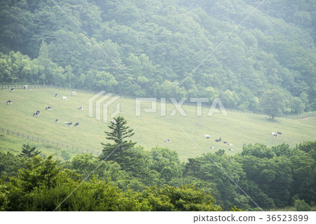 Daegwallyeong Ranch, Daegwallyeong, Pyeongchang-gun, Gangwon-do Daegwallyeong Ranch, Daegwallyeong, Pyeongchang-gun, Gangwon-do 36523899