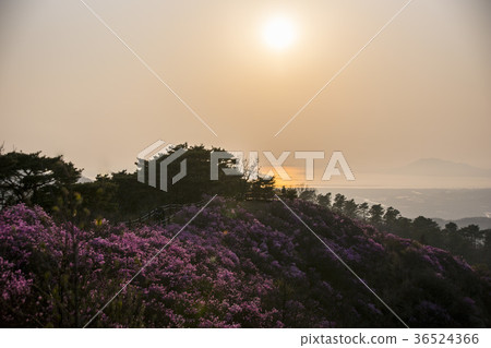 Azalea, Goryeo, Ganghwa-gun, Incheon 36524366