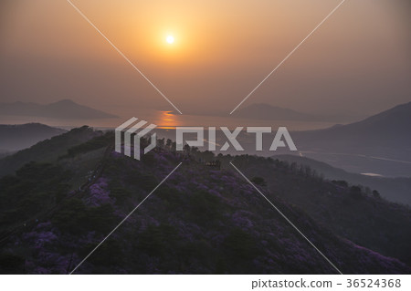 Azalea, Goryeo, Ganghwa-gun, Incheon 36524368