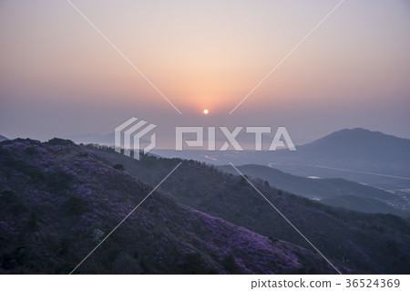 Azalea, Goryeo, Ganghwa-gun, Incheon 36524369