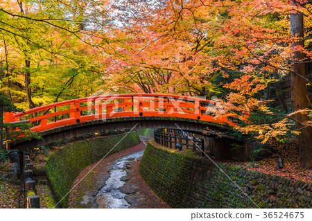 秋天在日本京都北野天滿宮魔術時間Momiji 秋天在日本京都北野天滿宮魔術時間Momiji 36524675