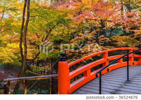 秋天在日本京都北野天滿宮魔術時間Momiji 秋天在日本京都北野天滿宮魔術時間Momiji 36524676