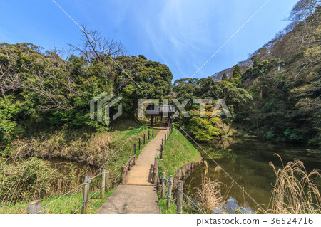 A landscape of Sakura castle ruins of spring 36524716