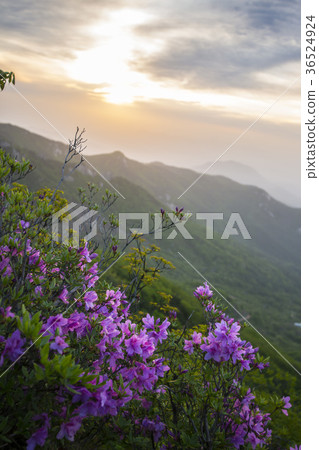 杜鵑花,Hwangmae山,Hapcheon,慶南 杜鵑花,Hwangmae山,Hapcheon,慶南 36524924
