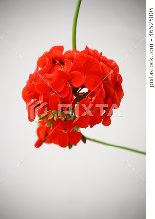 Geranium Geranium 36525005