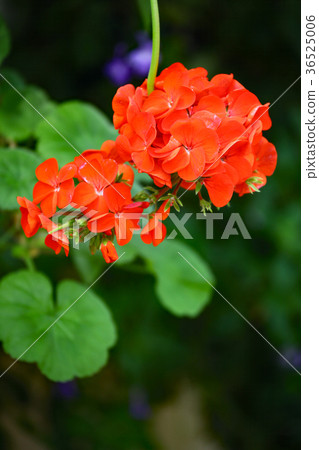 Geranium 36525006