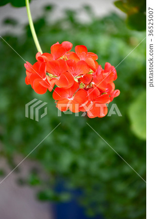Geranium 36525007