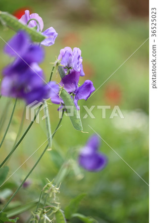 紫色香豌豆花和豆在花田 紫色香豌豆花和豆在花田 36525023