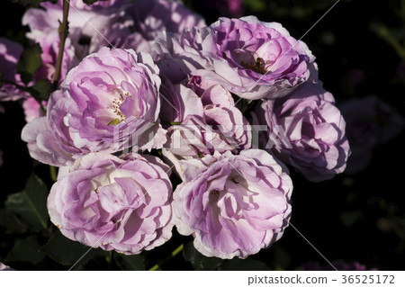 rose 36525172