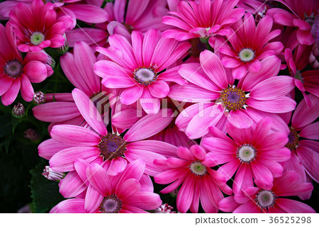 瓜葉菊 瓜葉菊 36525298