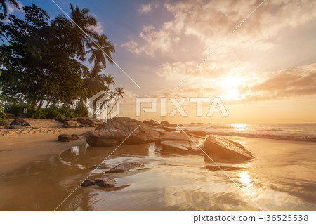 Sunset on the beach with coconut palms. Sri Lanka 36525538
