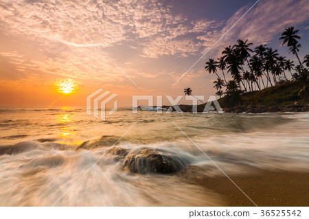 Sunset on the beach with coconut palms. Sri Lanka Sunset on the beach with coconut palms. Sri Lanka 36525542