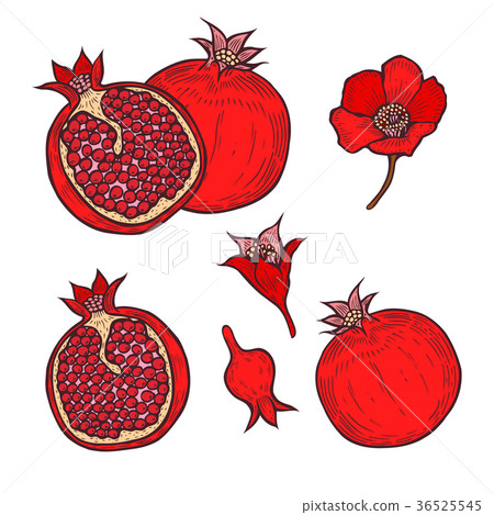 Set of Pomegranate Set of Pomegranate 36525545