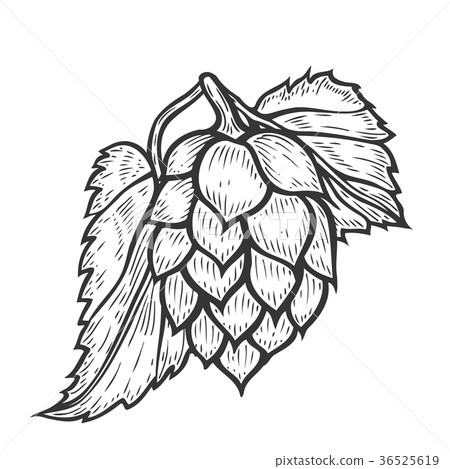 Hop organic herb plant 36525619