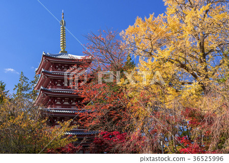 Autumn scenery of the main temple Autumn scenery of the main temple 36525996