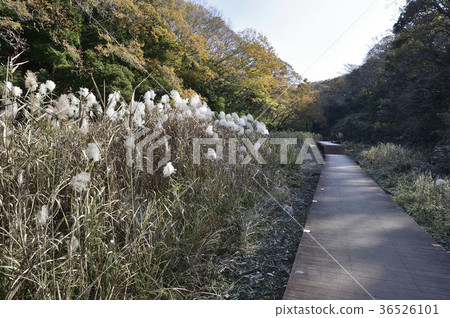 在深秋三浦半島Koamishiro森林，靠近Yanagi Terrace 36526101