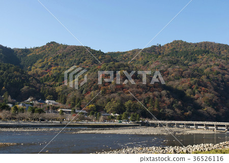 Arashiyama of autumn leaves 36526116