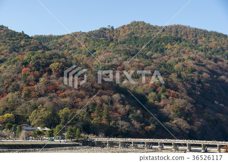 秋葉的Arashiyama 36526117