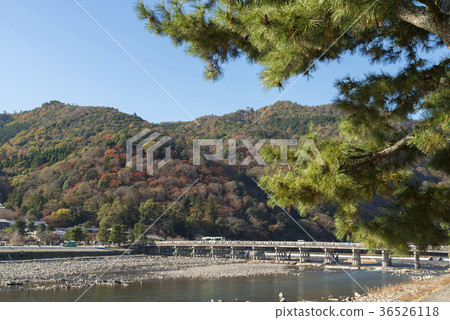 Arashiyama of autumn leaves 36526118
