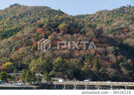 Arashiyama of autumn leaves 36526119