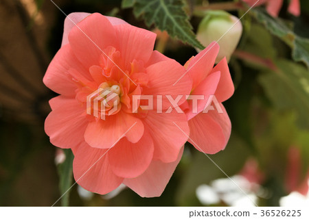 Begonia 36526225