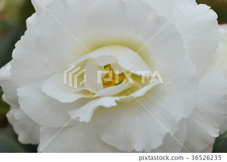 Bulgaria Begonia 36526235