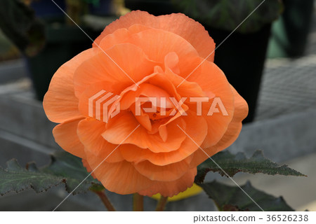 Bulgaria Begonia 36526238