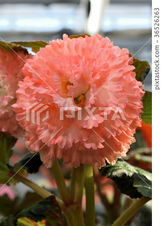 Bulgaria Begonia Bulgaria Begonia 36526263