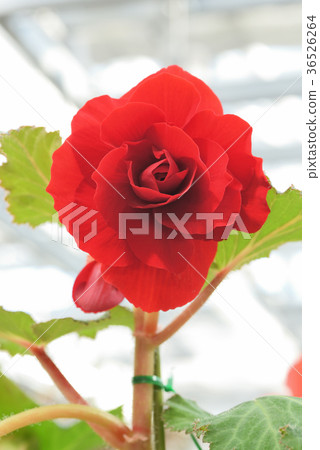 Bulgaria Begonia Bulgaria Begonia 36526264