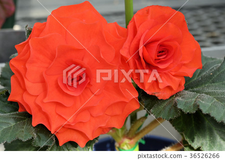 Bulgaria Begonia 36526266