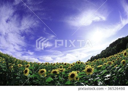 Sunflower 5011- 36526498