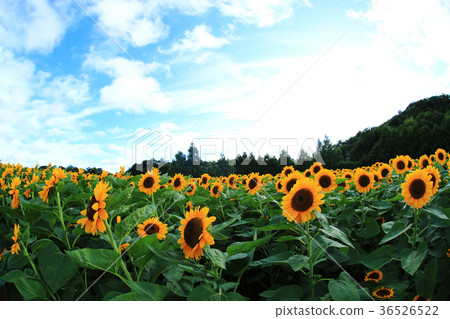 Sunflower 5056 Sunflower 5056 36526522