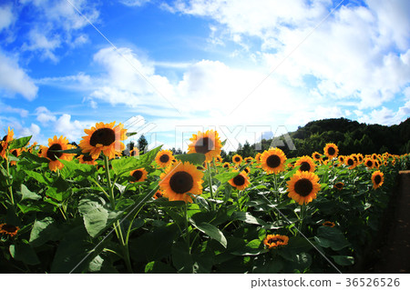 Sunflower 5060 36526526