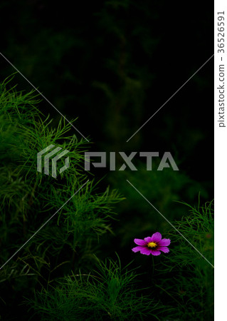 Fall cherry blossoms vertical position of nine temples 36526591