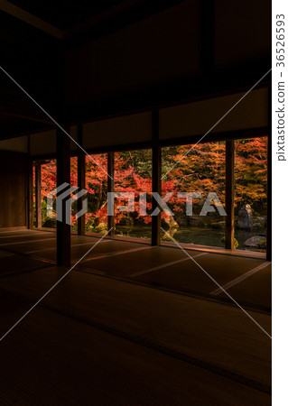 Vertical position from the autumn leaves of Shonen Temple in Kyoto 36526593